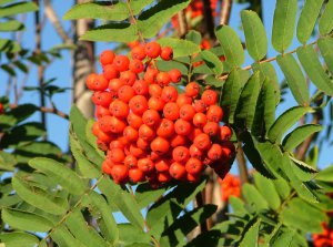 Les sorbes de l'arbre de Rowan