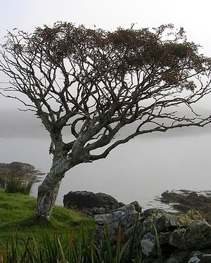 THE ROWAN TREE